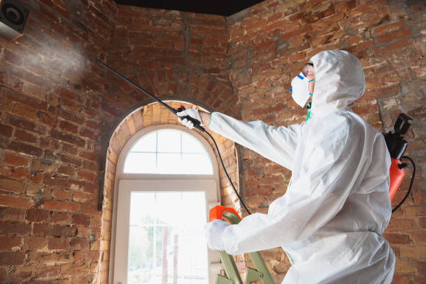 Why You Should Choose Our Mold Remediation Services in Desloge, MO